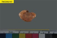 藏品(光輝圓扇蟹)的圖片